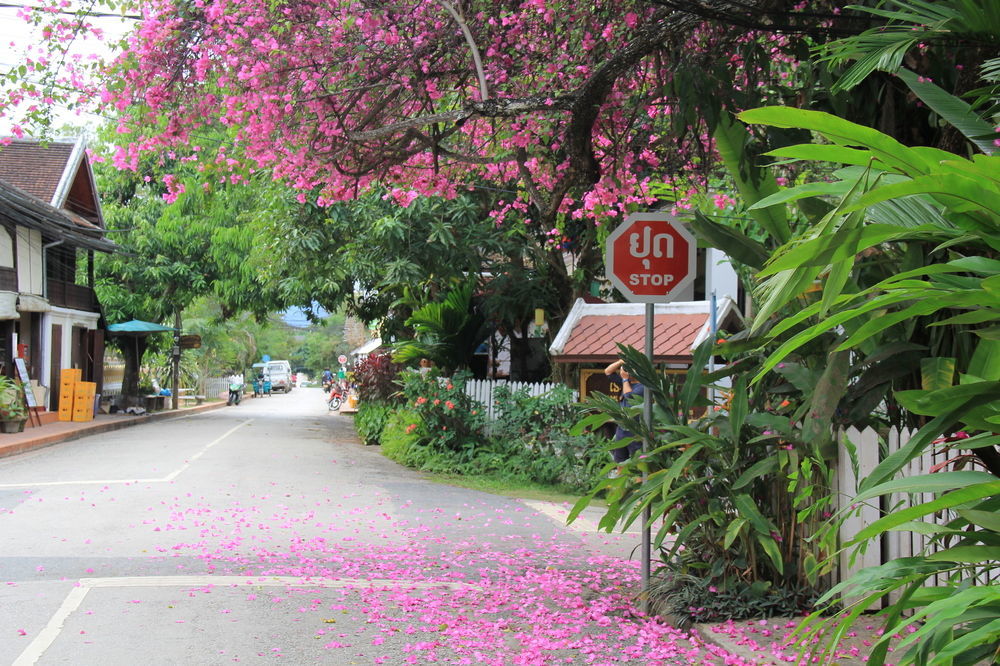 Wisdom Laos Hotel Luang Prabang Dış mekan fotoğraf